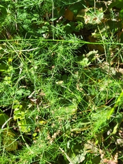 Asparagus officinalis