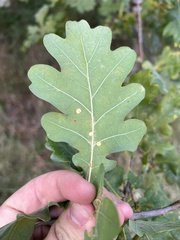 Neuroterus quercusbaccarum