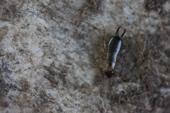 Forficula auricularia