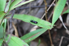 Callitettix versicolor