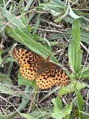 Boloria bellona
