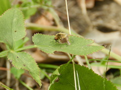 Sparnopolius confusus