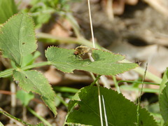 Sparnopolius confusus