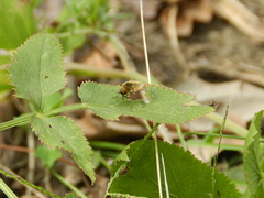 Sparnopolius confusus