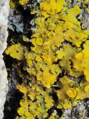 Xanthomendoza fallax