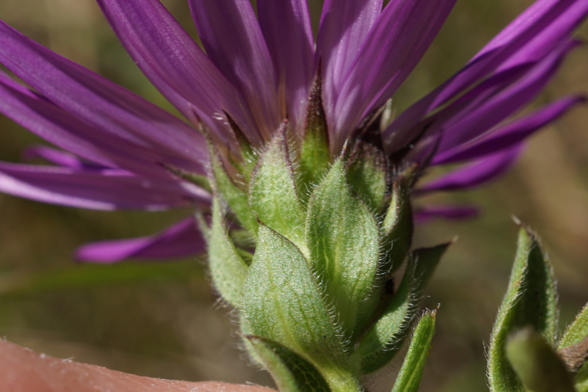 Symphyotrichum pratense
