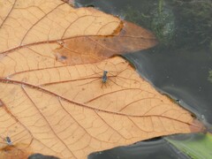 Neogerris hesione