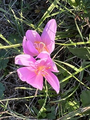 Colchicum autumnale