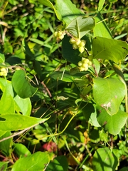 Symphoricarpos occidentalis