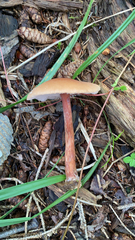 Laccaria laccata