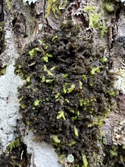 Leptogium laceroides