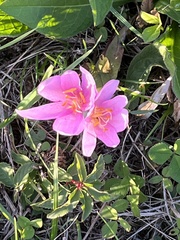 Colchicum autumnale
