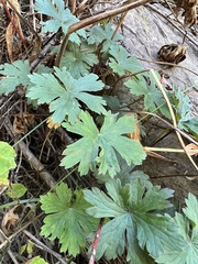Geranium caespitosum