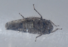 Paraphlepsius
