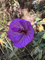 Geranium caespitosum