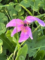 Colchicum autumnale
