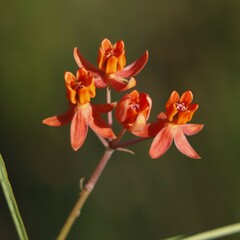 Asclepias lanceolata