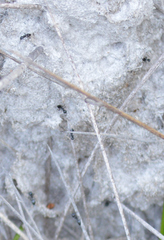 Crematogaster peringueyi