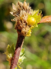 Andricus quercusfrondosus