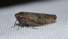 Paraphlepsius