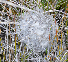 Crematogaster peringueyi