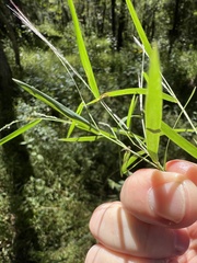 Muhlenbergia schreberi
