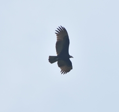 Cathartes burrovianus