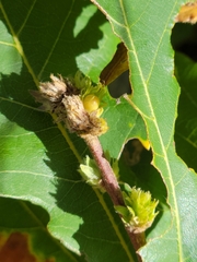 Andricus quercusfrondosus