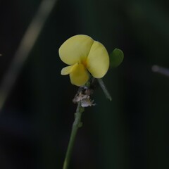 Vigna luteola