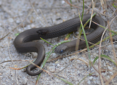 Duberria lutrix