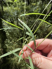 Muhlenbergia schreberi