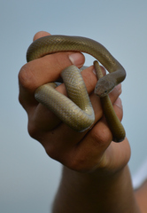 Lycodonomorphus inornatus