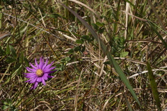 Symphyotrichum pratense