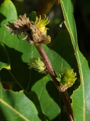 Andricus quercusfrondosus