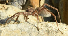Pardosa mercurialis
