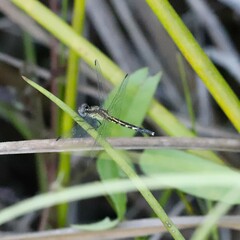 Erythrodiplax minuscula