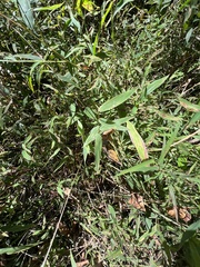 Muhlenbergia schreberi