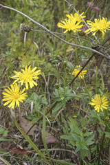 Hieracium sabaudum