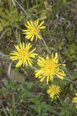 Hieracium sabaudum