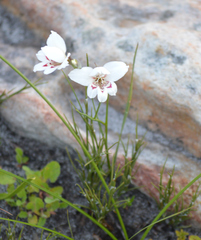 Gladiolus debilis