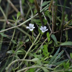 Bacopa monnieri