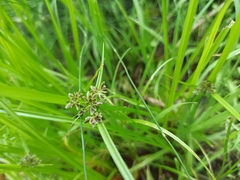 Cyperus fuscus