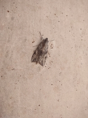 Melipotis jucunda