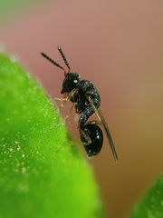 Eurytominae
