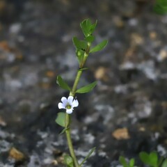 Bacopa monnieri
