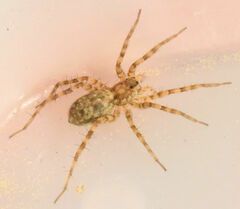 Pardosa mercurialis