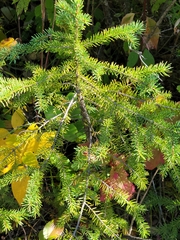 Picea