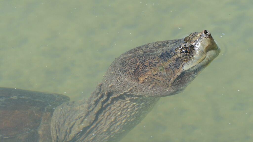 Common Snapping Turtle from Buffalo Bayou Park, Houston, TX, USA on