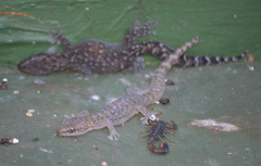 Afrogecko porphyreus