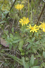 Hieracium sabaudum